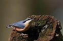 Nuthatch - M